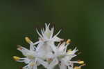 Coastal false asphodel